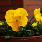 Διακόσμηση με λουλούδια